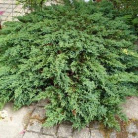   Juniperus horizontalis 'PROSTRATA' - Kúszóboróka, henye boróka