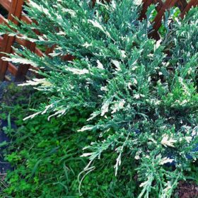   Juniperus horizontalis 'VARIEGATA' - Tarka henye boróka