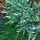 Juniperus horizontalis 'VARIEGATA' - Tarka henye boróka
