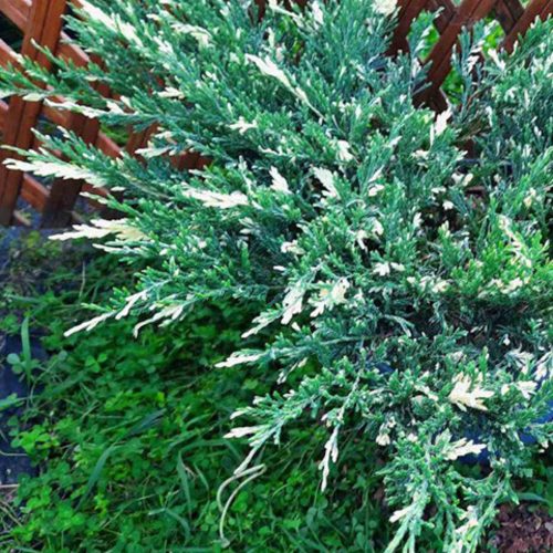Juniperus horizontalis 'VARIEGATA' - Tarka henye boróka