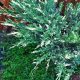 Juniperus horizontalis 'VARIEGATA' - Tarka henye boróka