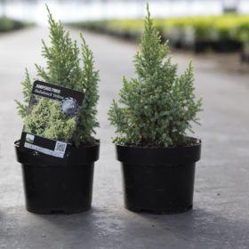   Juniperus pingii 'LODERI' - Törpe himalájai boróka