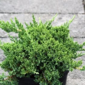   Juniperus procumbens 'AVASI' - Törpe kúszóboróka