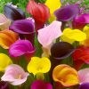 Zantedeschia - Kála (mix)