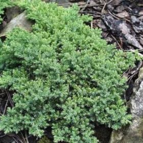   Juniperus procumbens 'BONIN ISLES' - Törpe kúszóboróka