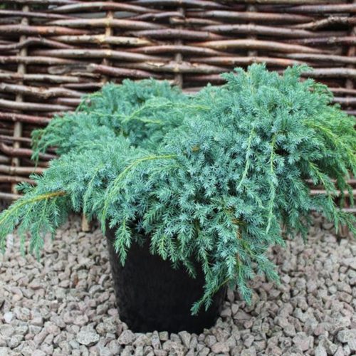 Juniperus squamata 'BLUE CARPET' - Kék kúszó boróka