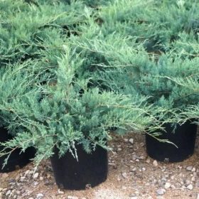   Juniperus virginiana 'GREY OWL' - Kéklombú virginiai boróka