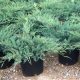 Juniperus virginiana 'GREY OWL' - Kéklombú virginiai boróka