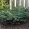 Juniperus virginiana 'GREY OWL' - Kéklombú virginiai boróka