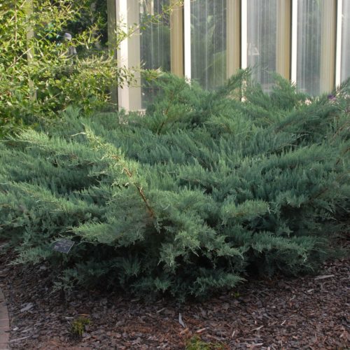 Juniperus virginiana 'GREY OWL' - Kéklombú virginiai boróka