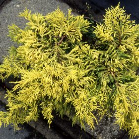   Juniperus x pfitzeriana DIERKS GOLD - Aranylombú terülő boróka