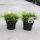 Juniperus x pfitzeriana 'GOLD COAST' - kúszóboróka