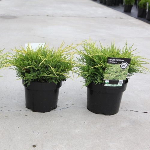 Juniperus x pfitzeriana 'GOLD COAST' - kúszóboróka