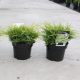 Juniperus x pfitzeriana 'GOLD COAST' - kúszóboróka
