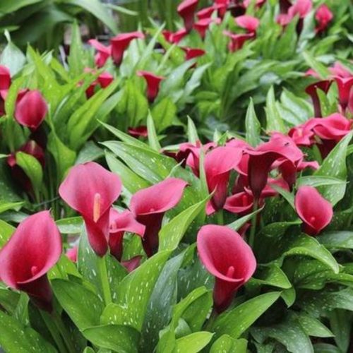Zantedeschia 'Royal Valentine' - Kála