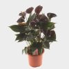 Anthurium 'Black Love' - Flamingóvirág