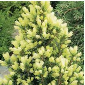   Picea glauca 'DAISY'S WHITE' -  Fehér cukorsüvegfenyő