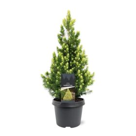   Picea glauca 'RAINBOW'S END' - Sárga cukorsüvegfenyő