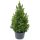 Picea glauca 'RAINBOW'S END' - Sárga cukorsüvegfenyő