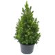 Picea glauca 'RAINBOW'S END' - Sárga cukorsüvegfenyő