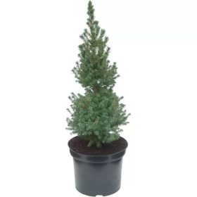   Picea glauca 'SANDER'S BLUE' - Kék cukorsüvegfenyő