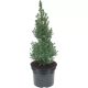Picea glauca 'SANDER'S BLUE' - Kék cukorsüvegfenyő