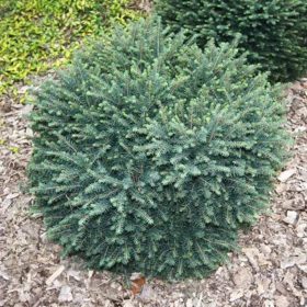   Picea omorika 'KAREL' - Törpe gömb szerb lucfenyő