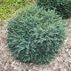 Picea omorika 'KAREL' - Törpe gömb szerb lucfenyő