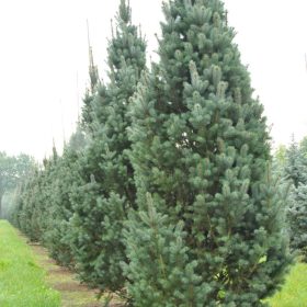   Picea pungens 'ISELI FASTIGIATE' - Oszlopos ezüstfenyő