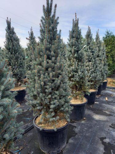 Picea pungens 'ISELI FASTIGIATE' - Oszlopos ezüstfenyő