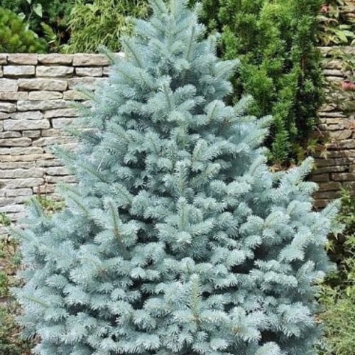 Picea pungens 'ÖKRÖS' -  Ezüstfenyő