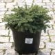Picea pungens 'SONIA' - Ezüstfenyő