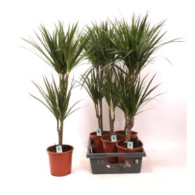 Dracaena Marginata - Tarka sárkányfa 15+