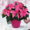 Poinsettia Princettia - Mikulásvirág
