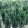 Taxus x media 'RAPID' -  Tiszafa