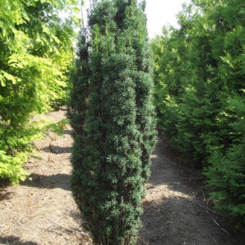 Taxus x media 'RAPID' -  Tiszafa