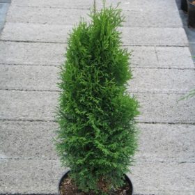   Thuja occidentalis 'BARABITS COMPACT' - Törpe oszloptuja