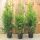 Thuja occidentalis 'BRABANT' -  Zöld nyugati tuja