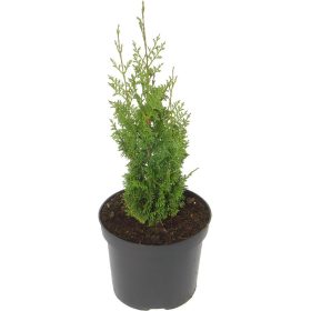   Thuja occidentalis 'BROBECK'S TOWER' - Nyugati tuja
