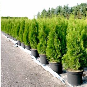   Thuja occidentalis 'CSISZÁR SPIRALIS' -  Spiráltuja