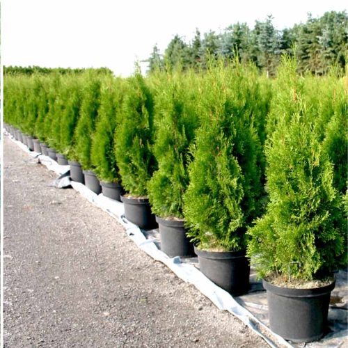 Thuja occidentalis 'CSISZÁR SPIRALIS' -  Spiráltuja