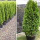 Thuja occidentalis 'CSISZÁR SPIRALIS' -  Spiráltuja