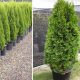 Thuja occidentalis 'CSISZÁR SPIRALIS' -  Spiráltuja