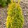 Thuja occidentalis 'GOLDEN ANNE' ® -  Nyugati tuja