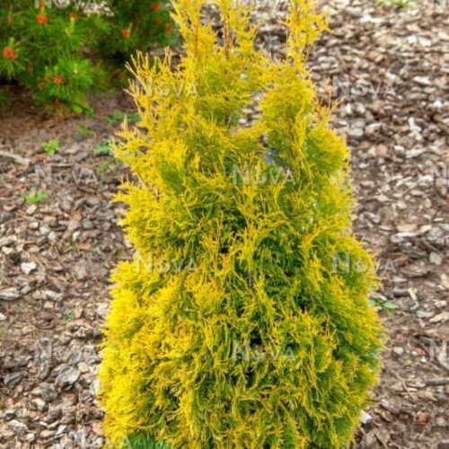 Thuja occidentalis 'GOLDEN ANNE' ® -  Nyugati tuja
