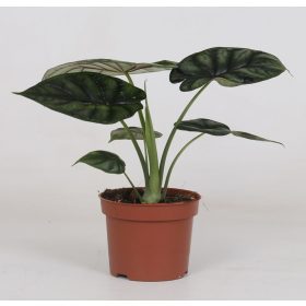 Alocasia 'Dragon scale'