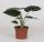 Alocasia 'Dragon scale'