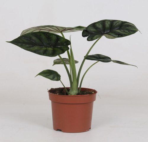Alocasia 'Dragon scale'