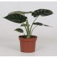 Alocasia 'Dragon scale'