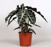 Alocasia Polly - Ördöglevél